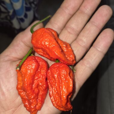 Fresh Red Trinidad Scorpion Peppers Approximately 1,200,000–2,000,000 SHU Scoville Range