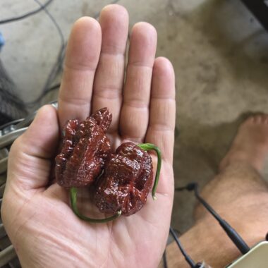 Fresh Chocolate Reaper Peppers Approximately 1,400,000–2,200,000+ SHU Scoville Range