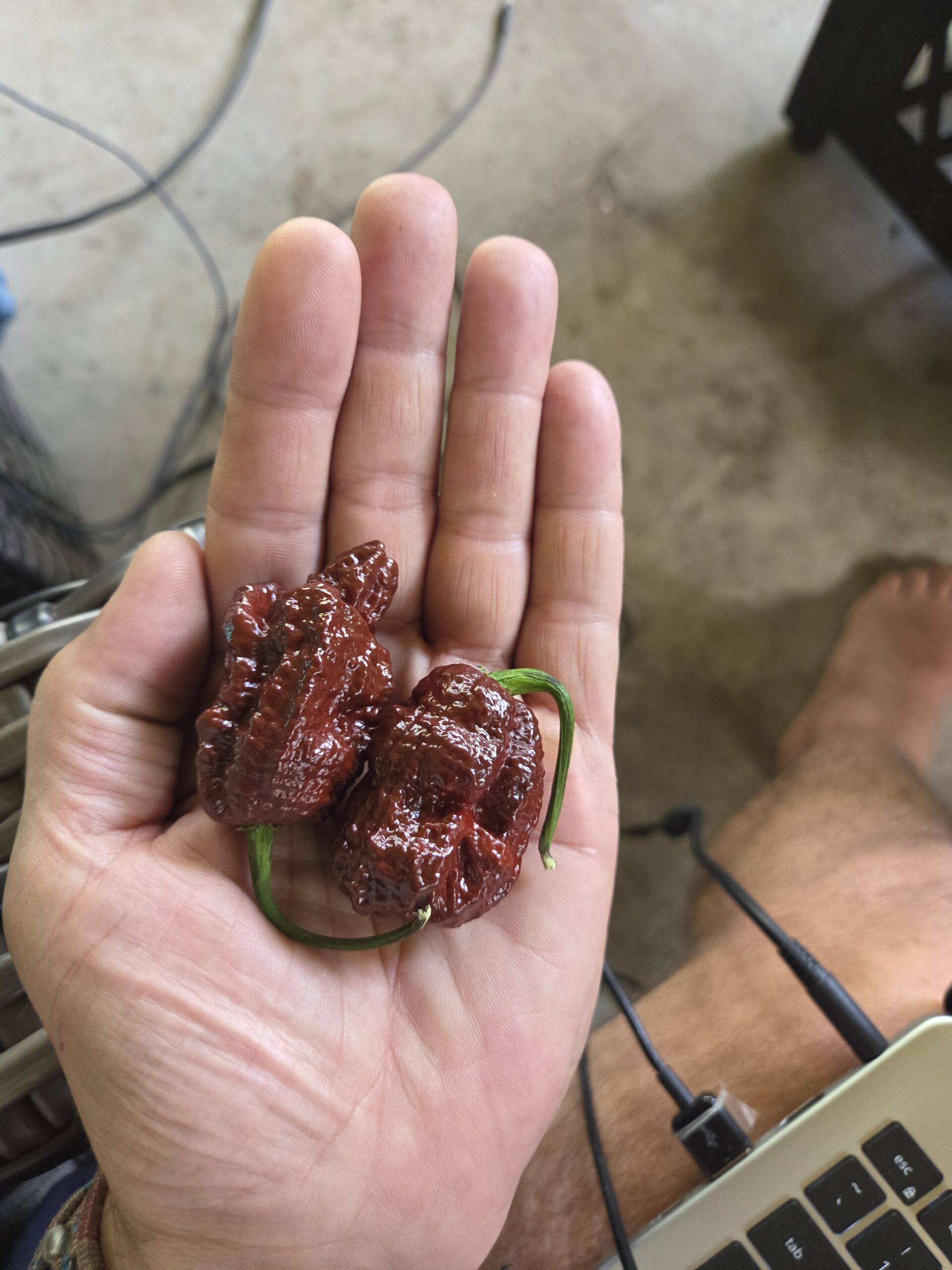 Fresh Chocolate Reaper Peppers Approximately 1,400,000–2,200,000+ SHU Scoville Range