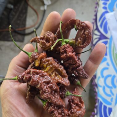Fresh Chocolate Primotalii Peppers Approximately 1,500,000–2,000,000+ SHU Scoville Range