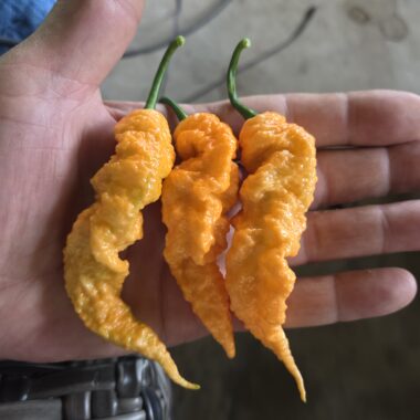 Fresh Jay’s Peach Ghost Scorpion Peppers Approximately 800,000–1,300,000+ SHU Scoville Range