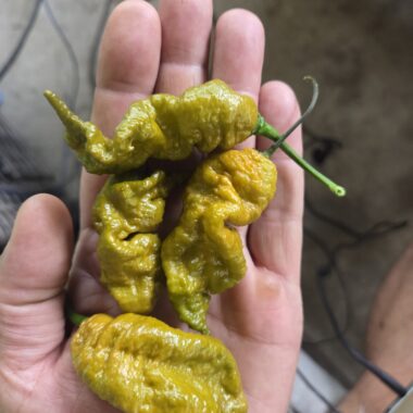 Fresh Mustard Primotalii Peppers Approximately 1,500,000–2,000,000+ SHU Scoville Range