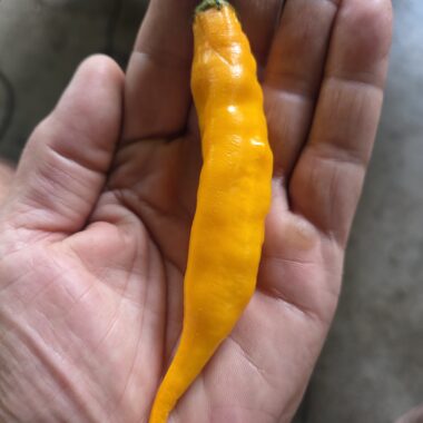 Fresh Aji Mango Peppers Approximately 30,000–50,000 SHU Scoville Range