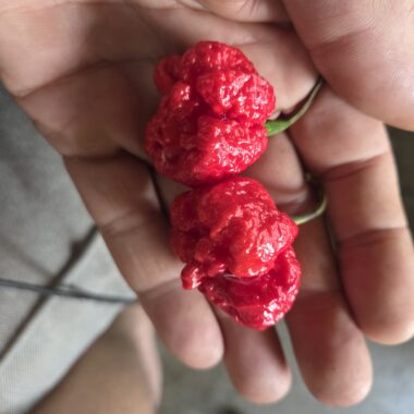 Fresh Red Carolina Reaper Peppers Approximately 1,400,000–2,200,000 SHU Scoville Range
