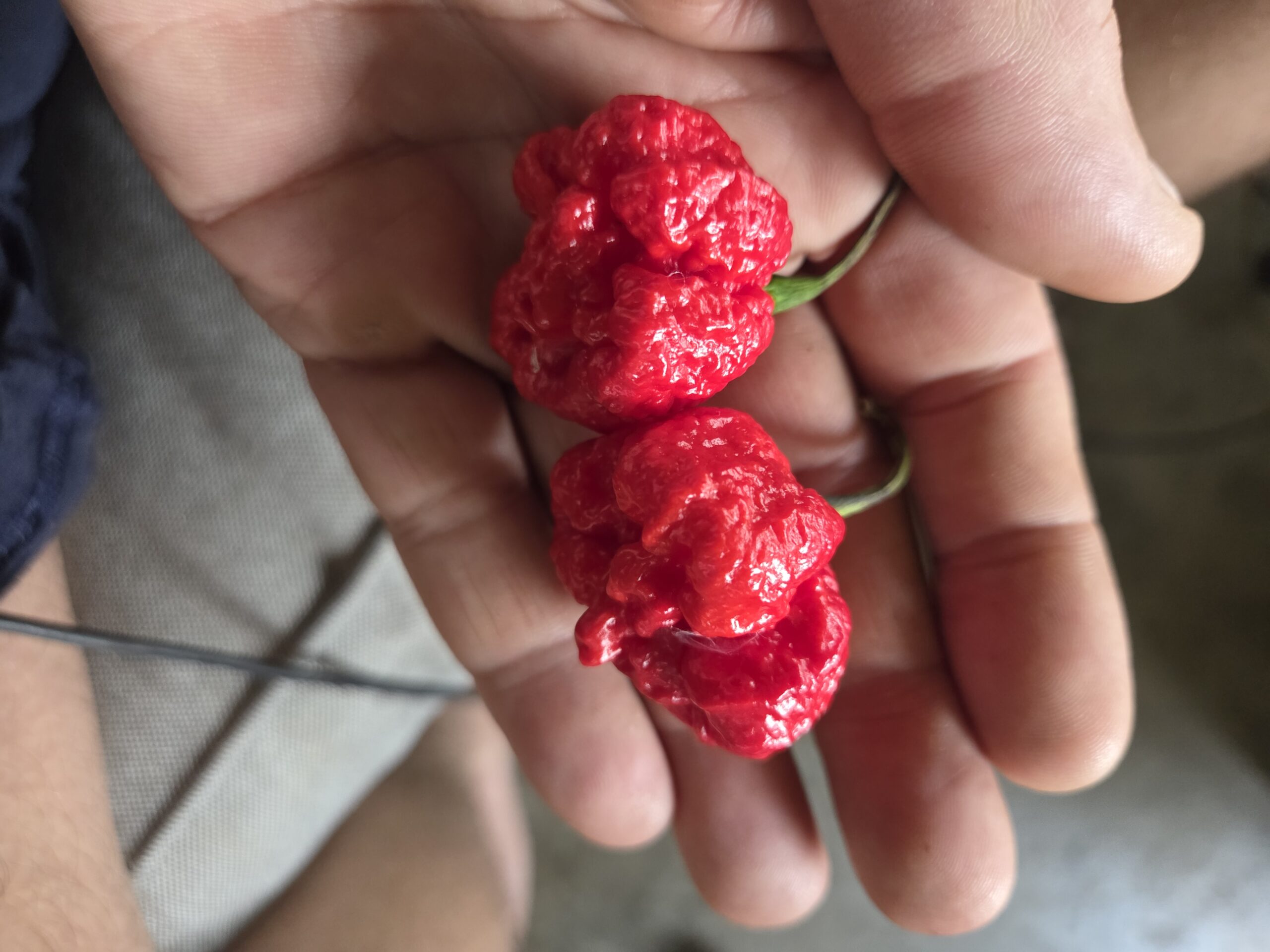 Fresh Red Carolina Reaper Peppers Approximately 1,400,000–2,200,000 SHU Scoville Range
