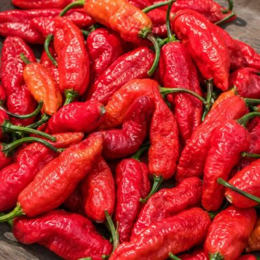 Fresh Red Bhut Jolokia Peppers