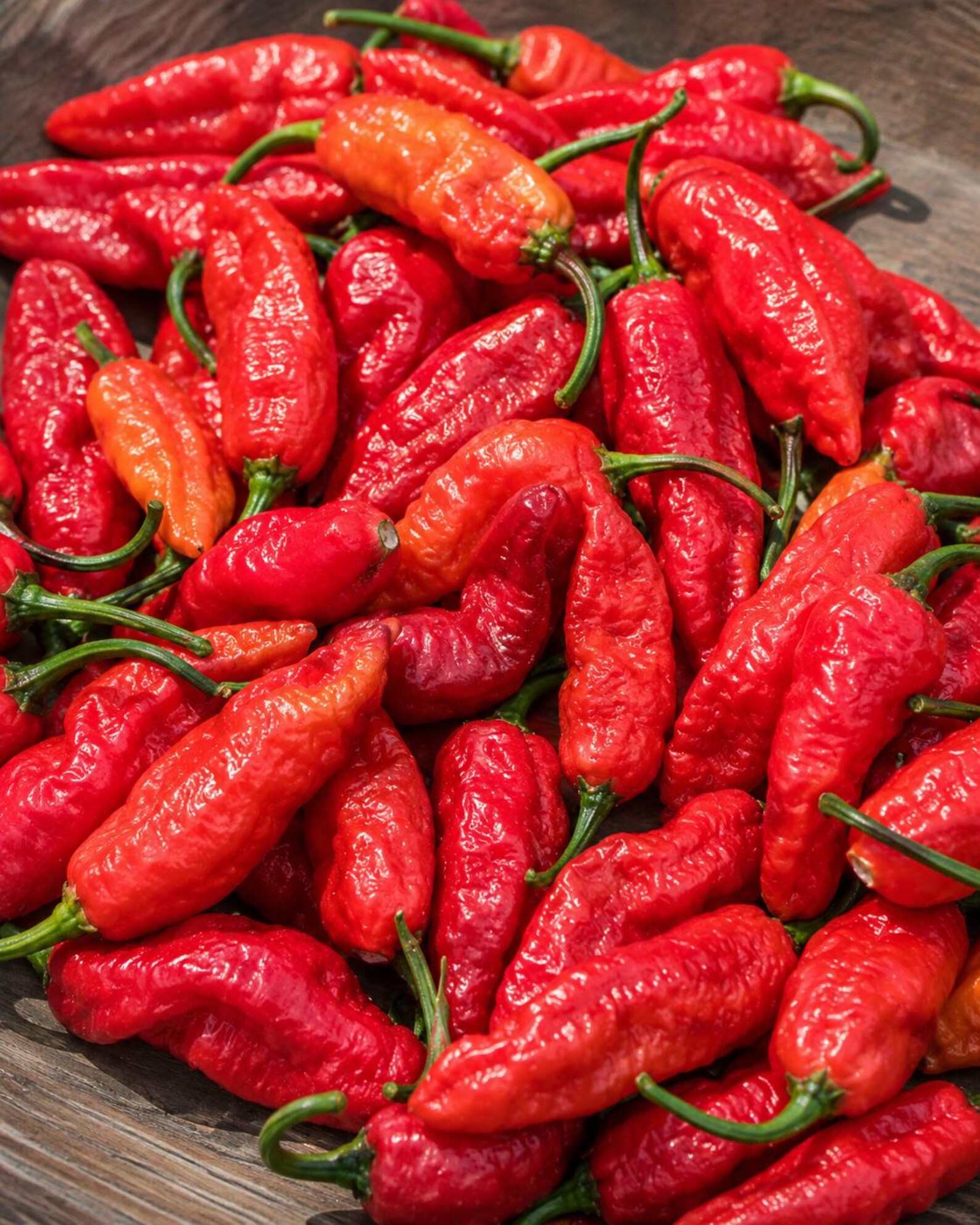 Fresh Red Bhut Jolokia Peppers