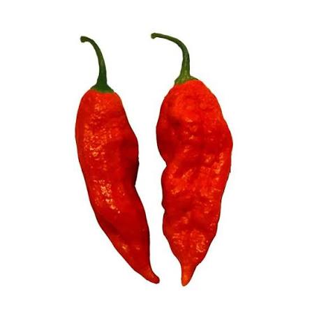 Fresh Red Bhut Jolokia Peppers - Image 2