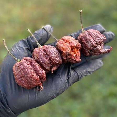 Fresh Chocolate Reaper Peppers Approximately 1,400,000–2,200,000+ SHU Scoville Range - Image 2
