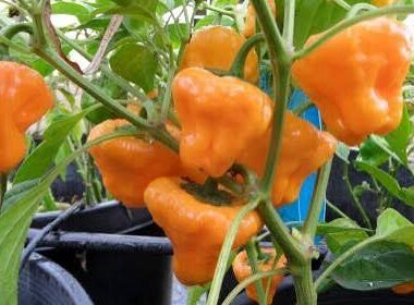 Fresh Jamaican Mushroom Yellow Peppers