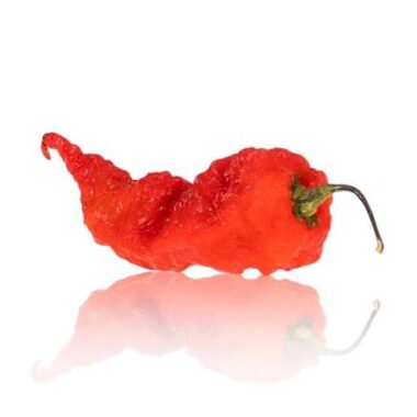 Fresh Red Primotalii Peppers Approximately 1,500,000–2,000,000+ SHU Scoville Range