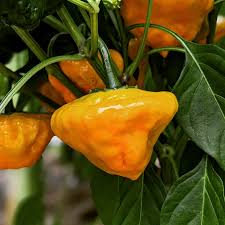 Fresh Yellow Scotch Bonnet Peppers Approximately 100,000–350,000 SHU Scoville Range