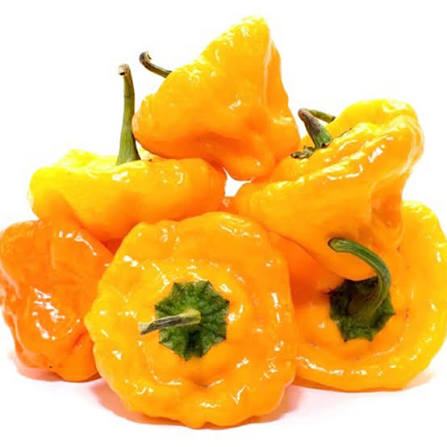 Fresh Yellow Scotch Bonnet Peppers Approximately 100,000–350,000 SHU Scoville Range - Image 2