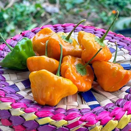 Fresh Yellow Scotch Bonnet Peppers Approximately 100,000–350,000 SHU Scoville Range - Image 3