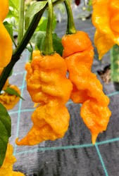 Fresh T-Rex Yellow Peppers Approximately 1,000,000–1,500,000+ SHU Scoville Range