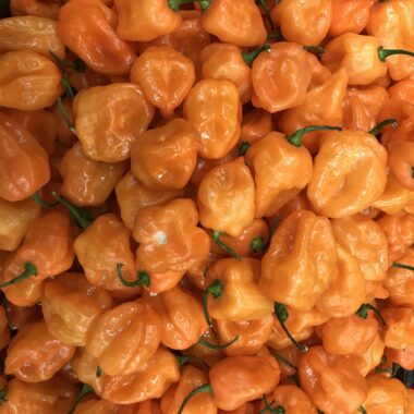 Vibrant display of fresh organic orange habanero peppers. Spicy and healthy vegetable choice.